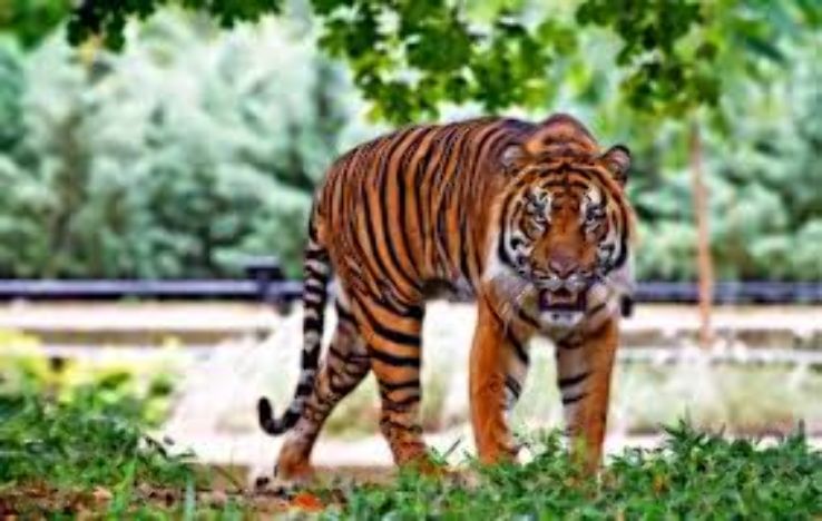 Tiger Tiger Langkawi  Trip Packages